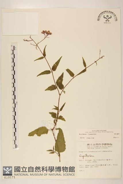 登錄號:S010171藏品圖，第1張