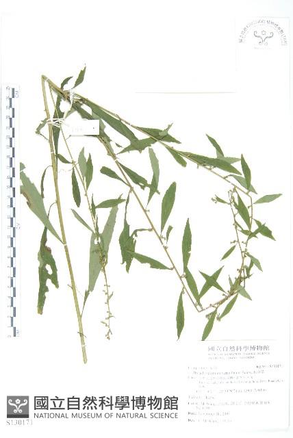 秋分草藏品圖，第1張