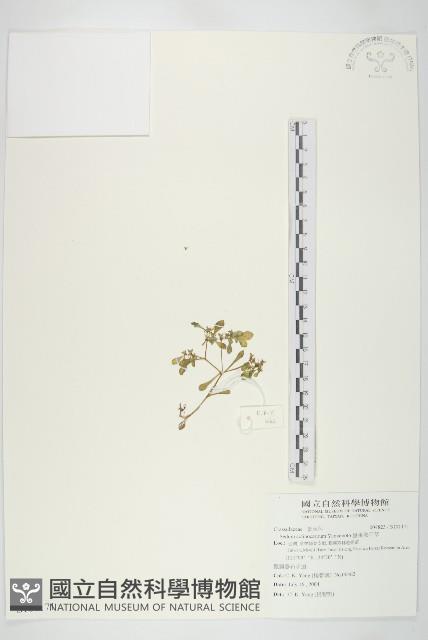 星果佛甲草藏品圖，第1張