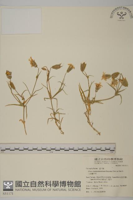 玉山蠅子草藏品圖，第1張
