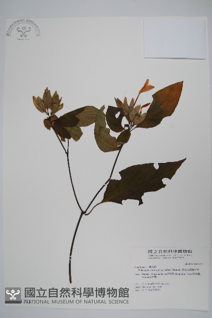 長花九頭獅子草、山藍藏品圖，第1張