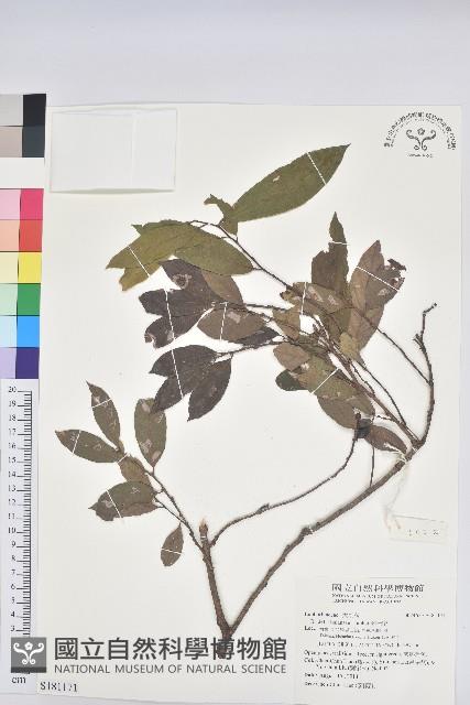 刺杜密藏品圖，第1張