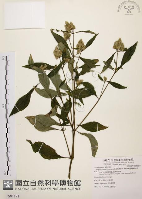 臺灣鱗球花藏品圖，第1張