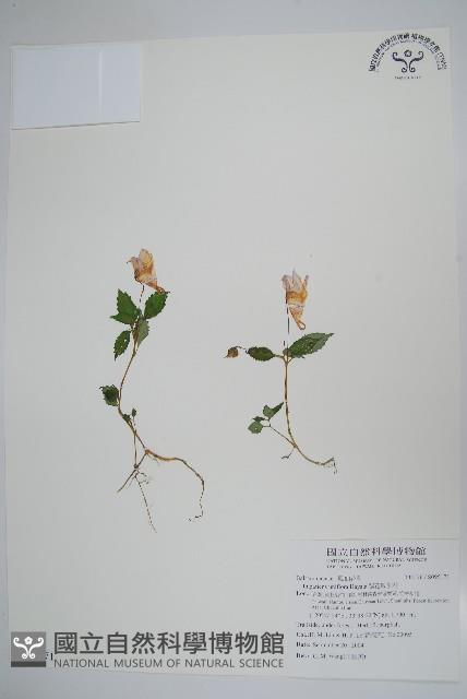 紫花鳳仙花藏品圖，第1張