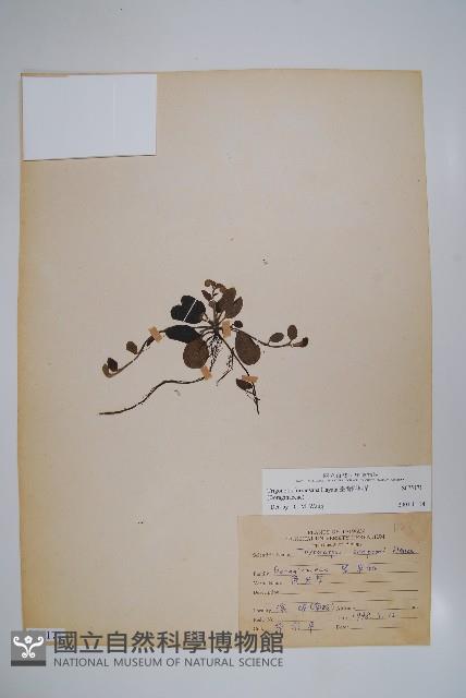 臺灣附地草藏品圖，第1張