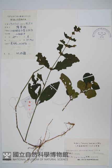 杜根藤藏品圖，第1張