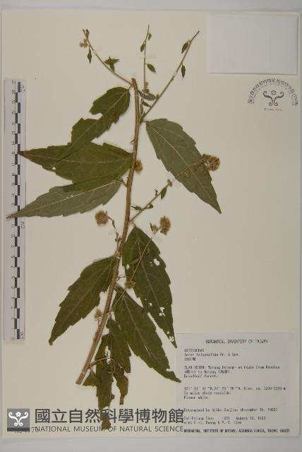 山白蘭藏品圖，第1張