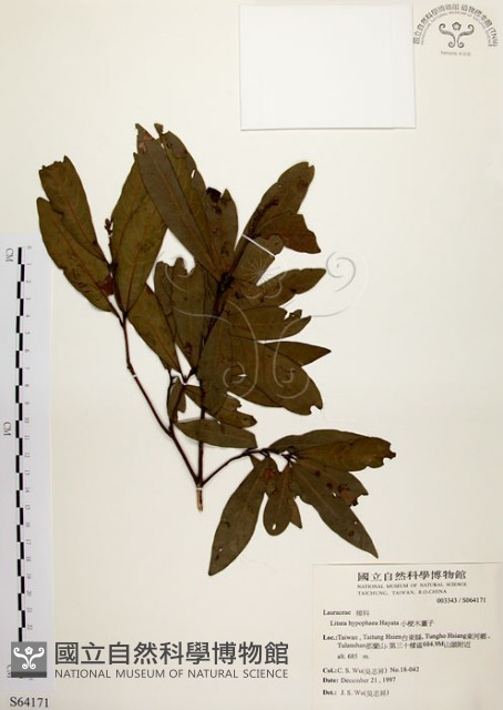黃肉樹, 小梗木薑子藏品圖，第1張
