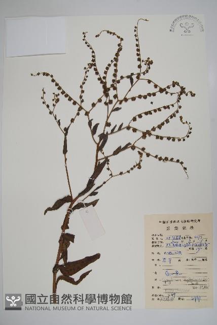 琉璃草藏品圖，第1張