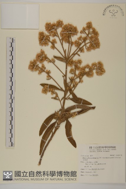 艾納香藏品圖，第1張