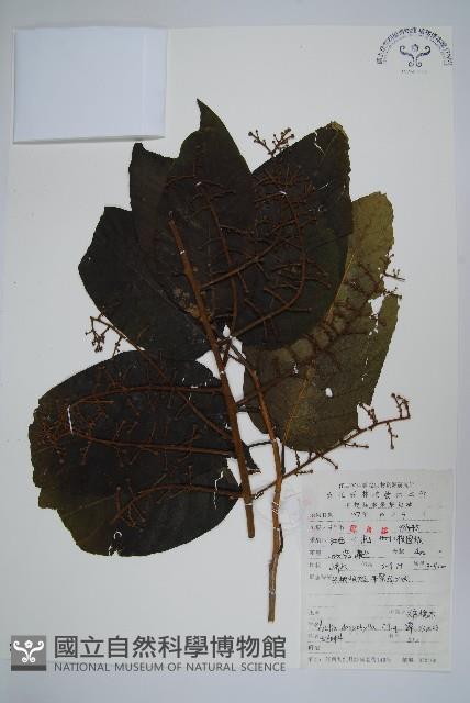 頭序蔥木藏品圖，第1張