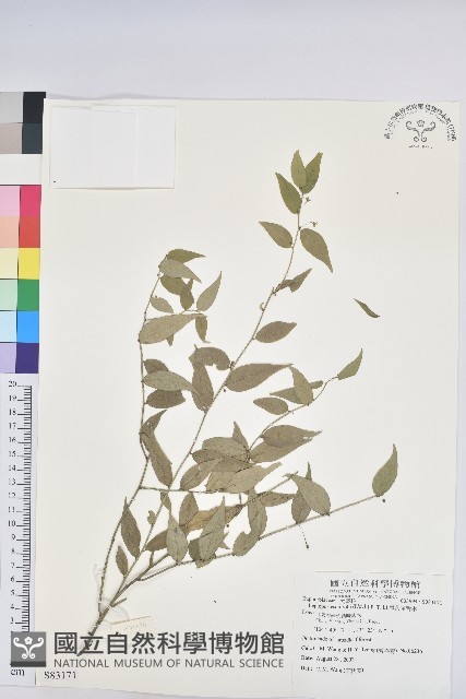 尾葉雀舌木藏品圖，第1張