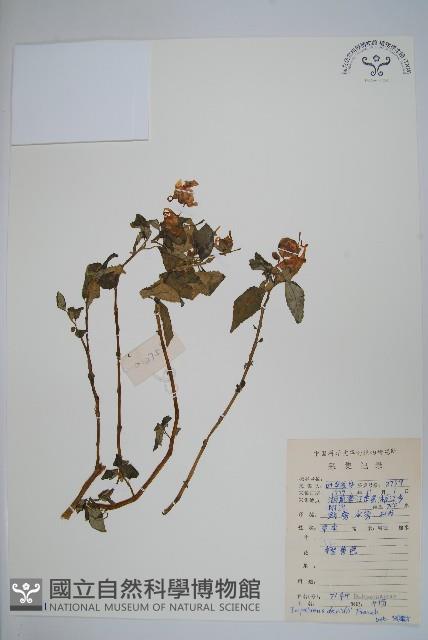 牯嶺鳳仙花藏品圖，第1張