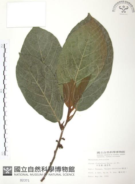 豬母乳、水同木藏品圖，第1張