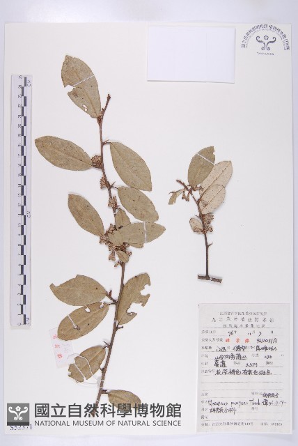 胡頹子藏品圖，第1張