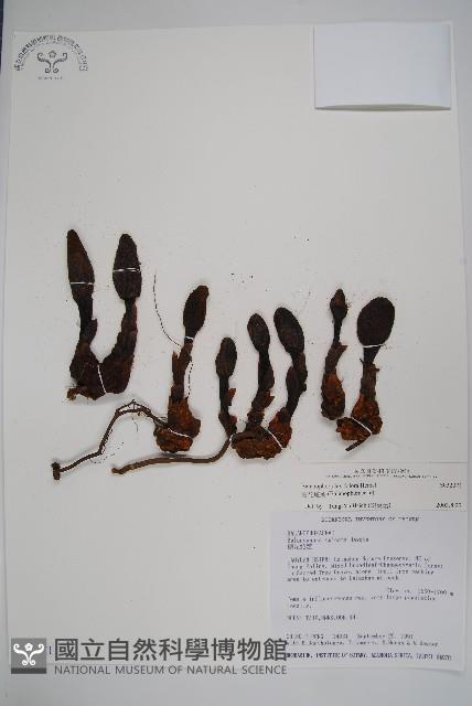 穗花蛇菰藏品圖，第1張