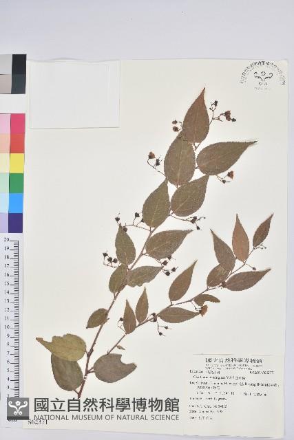 白珠樹藏品圖，第1張