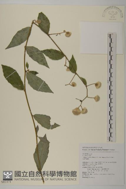 大頭艾納香藏品圖，第1張