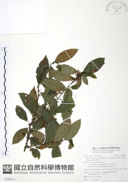 台灣山桂花藏品圖，第1張