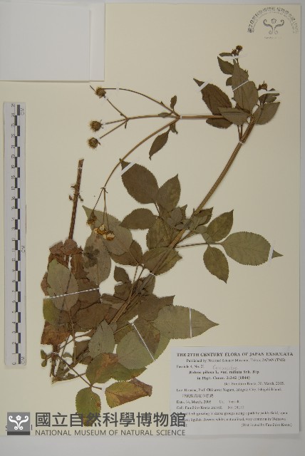 大花咸豐草藏品圖，第1張