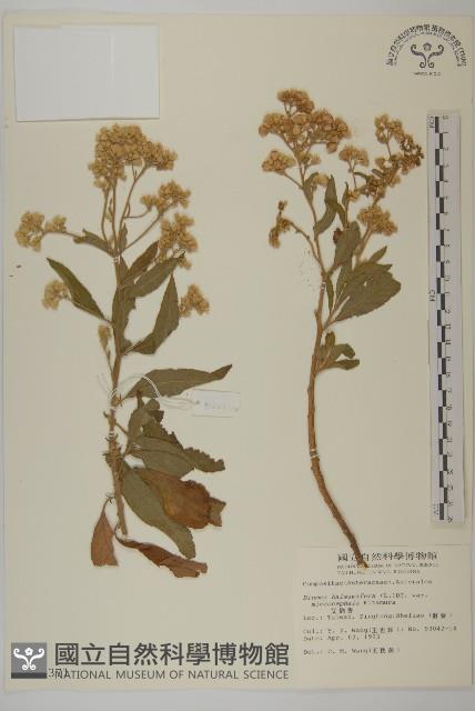 艾納香藏品圖，第1張