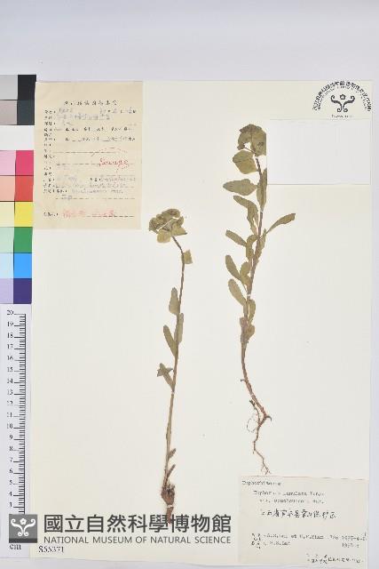 蘇州大戟藏品圖，第1張