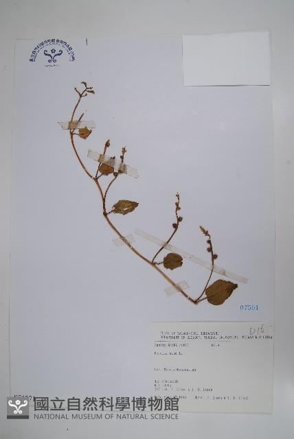 落葵藏品圖，第1張