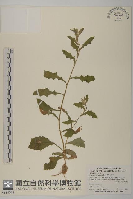 旗山艾納香藏品圖，第1張