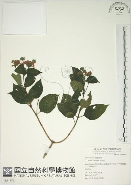 馬櫻丹藏品圖，第1張