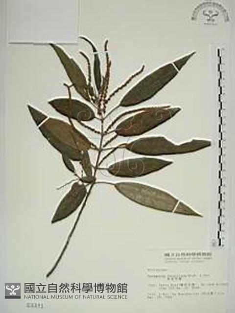 密花苧麻、木苧麻藏品圖，第1張