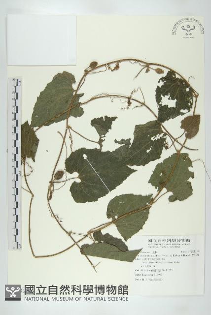 青牛膽藏品圖，第1張