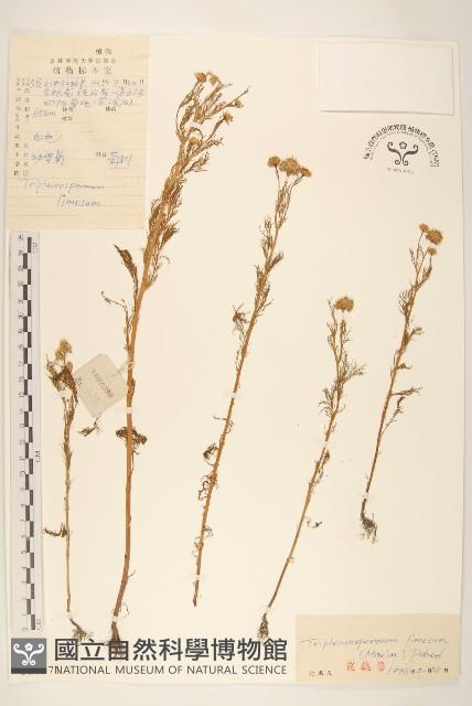 三肋果藏品圖，第1張