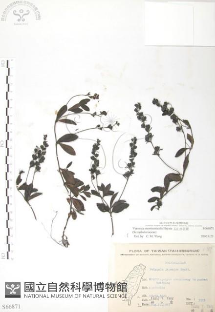 玉山水苦賈藏品圖，第1張