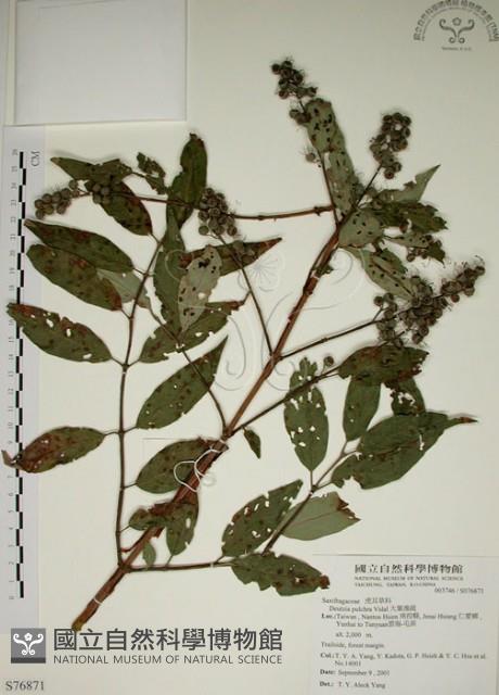 大葉溲疏藏品圖，第1張