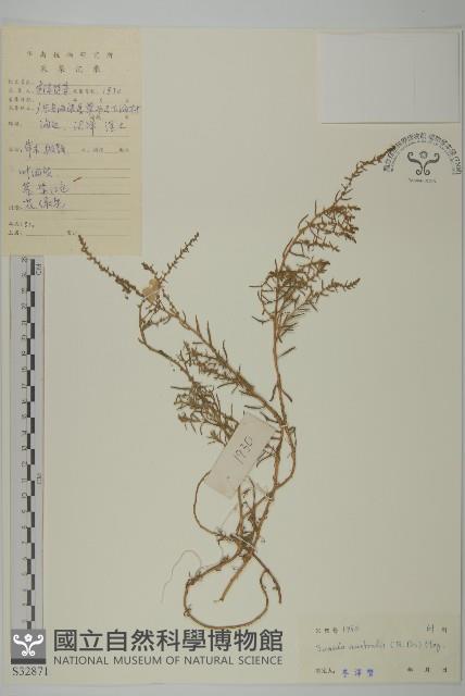 南方鹼蓬藏品圖，第1張