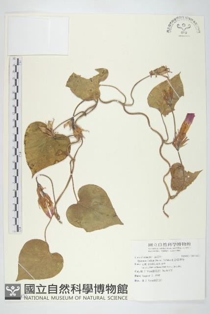 銳葉牽牛藏品圖，第1張