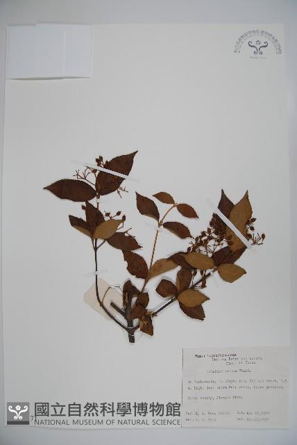 松田氏莢迷、宜昌莢迷藏品圖，第1張