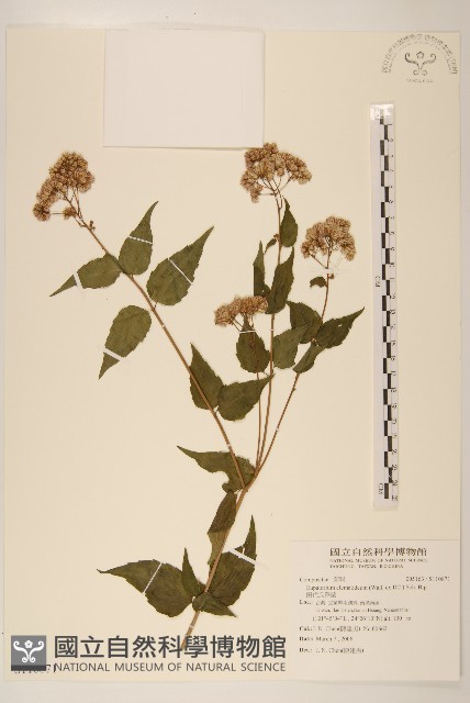 田代氏澤蘭藏品圖，第1張