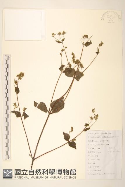 毛梗豨薟藏品圖，第1張