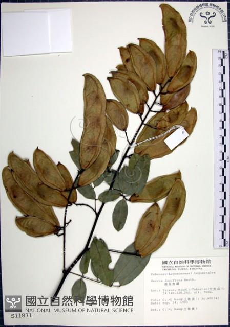 疏花魚藤藏品圖，第1張