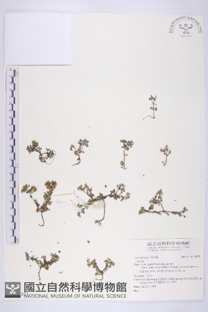 登錄號:S141871藏品圖，第1張