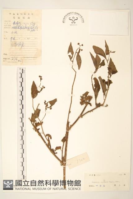 蔓黃菀藏品圖，第1張