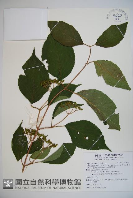 臺灣蝴蝶戲珠花、臺灣蝴蝶花藏品圖，第1張