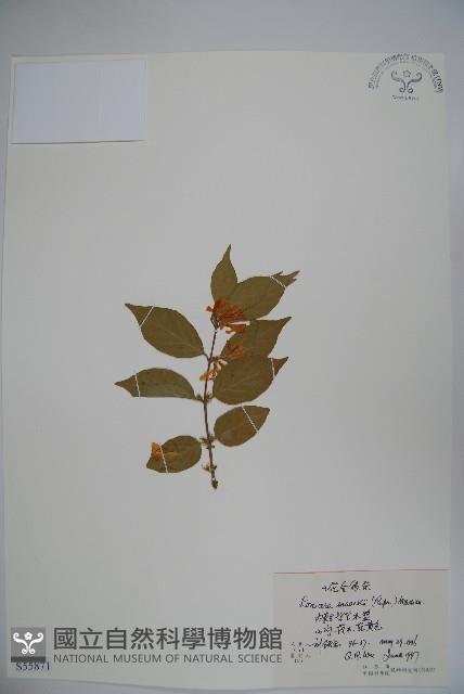 金銀忍冬藏品圖，第1張