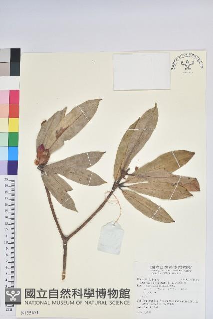 蜡葉杜鵑藏品圖，第1張