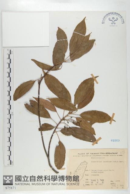 薯豆藏品圖，第1張