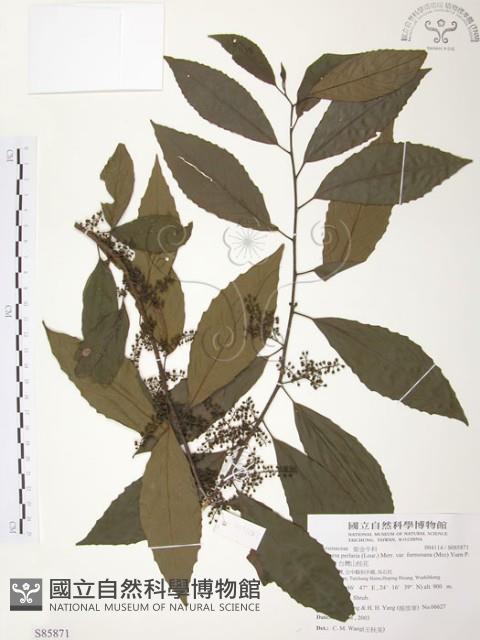 台灣山桂花藏品圖，第1張