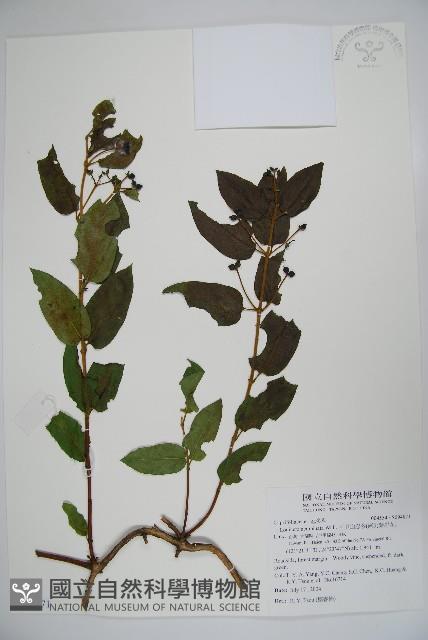 阿里山忍冬、漸尖葉忍冬藏品圖，第1張