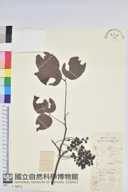 重陽木藏品圖，第1張