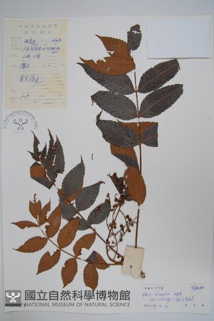 濱鹽膚木、羅氏鹽膚木藏品圖，第1張